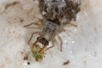 Une larve de Chrysope (Neuroptre - Chrysopidae - Pseudomallada sp.)